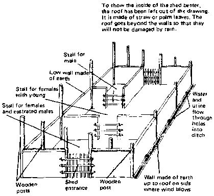 F12P27.GIF Goat Breeding, Dorper Sheep, Feed Trough, Sheep Farming, Goat Shed, Sheep And Goat, Goat House, Baking Packaging, Farm Layout