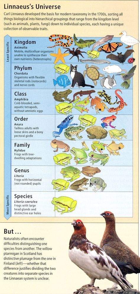 Carl Linnaeus developed modern species sorting Carl Linnaeus, Living Things, Anthropology, Social Studies, Authors, Quick Saves