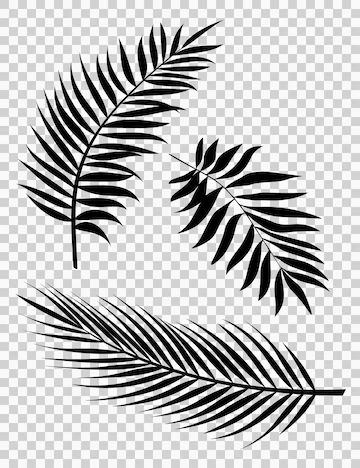 Premium Vector | Palm leaves vector illustration set of realistic palm tree leaf silhouettes black color shapes Tropisches Tattoo, Drawing Ideas Easy Doodles, Palm Tree Leaf, Tree Logo Design, Coconut Leaves, Palm Leaf Design, Leaf Outline, Leaf Silhouette, Palm Leaves Pattern