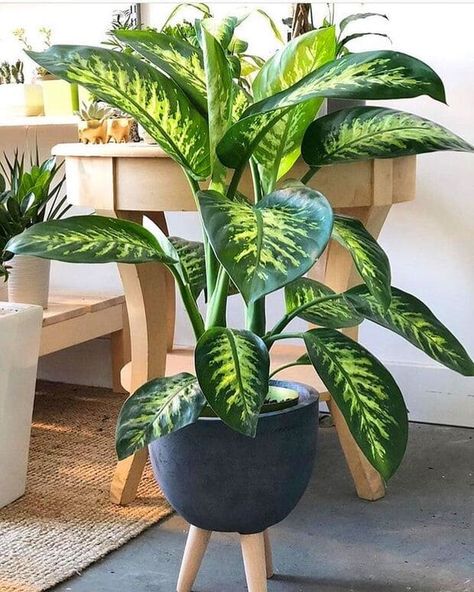 Best Plants For Home, Living Room Plants Decor, Easy House Plants, نباتات منزلية, Hanging Plant Wall, Living Room Plants, Chinese Money Plant, Hanging Plants Indoor, Plant Decor Indoor