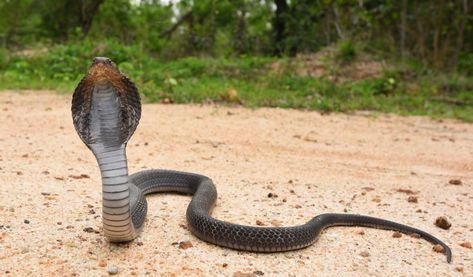 The Cobra Effect: Lessons in Unintended Consequences - Foundation for Economic Education Mojave Rattlesnake, Sea Krait, Inland Taipan, Wild Animals Attack, Regions Of The Philippines, Sea Snake, Cobra Art, Unintended Consequences, Cobra Snake