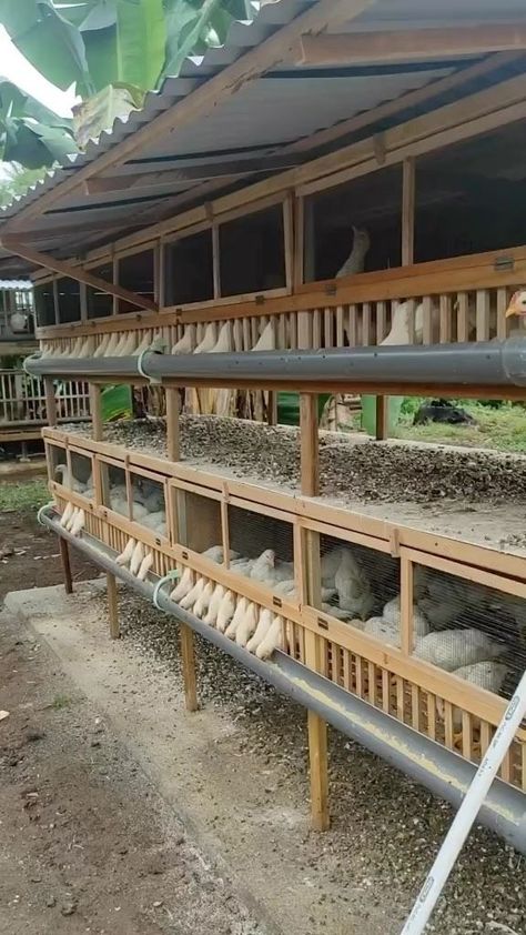 Poultry on Reels | Spyro · Who Is Your Guy? Poultry Farm Buildings, Backyard Chickens Diy, Poultry Farm Design, درج السلم, Walk In Chicken Coop, Cute Chicken Coops, Chicken Shed, Chicken Barn, Chicken Coop Garden