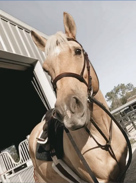 Dapple Palomino Horse, Light Palomino Horse, Palomino Horse Jumping, Palomino Horse Aesthetic, Palomino Arabian, Palomino Paint Horse, Cavalo Palomino, Palomino Pony, Canterwood Crest