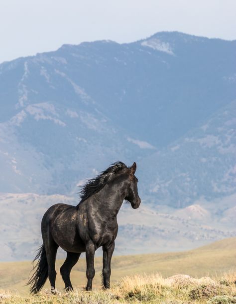 Black Mustang Horse, Dramatic Poses, Black Mustang, Red Desert, Mustang Horse, Blue Roan, Bureau Of Land Management, Land Management, Wild Horse