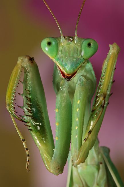 Macro Photos - Creepy and Cool Alien Looking Bugs - Gallery Insect Photos, Types Of Bugs, Stick Insect, Cool Insects, Insect Photography, Insect Collection, Cool Bugs, Bug Art, A Bug's Life