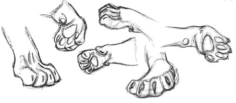 Lion paw field sketch drawings - Gary Geraths Big Cat Paw Reference, Tiger Paw Reference, Lion Paws Drawings, Feline Paw Reference, Feline Paws Drawing, Tiger Paws Reference, Lion Paws Reference, Lion Paw Drawing, Tiger Paw Drawing