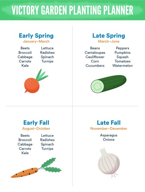 Garden Box Planting Layout, Salad Garden Layout Raised Beds, Modern Victory Garden, Intercropping Vegetable Garden Layout, Victory Garden Layout, Victory Garden Plans, Garden Plots Layout, Victory Gardens, Vegtable Garden