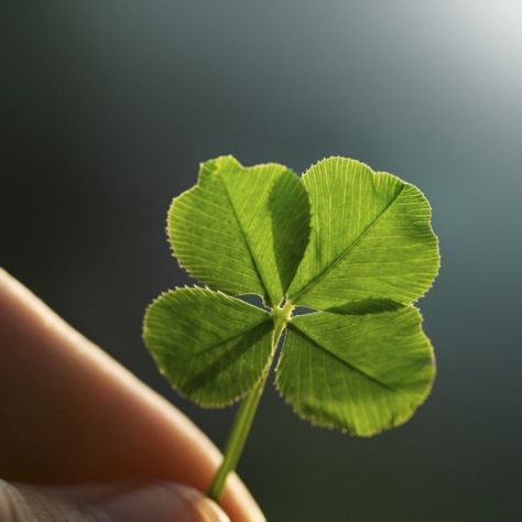 About Four Leaf Clovers - Reasons For Finding A Clover With Four Leaves Clover Plant, 4 Leaves, Four Leaves, Four Leaf, Beautiful Places To Visit, Leaf Clover, Planting Seeds, Four Leaf Clover, Pictures To Draw