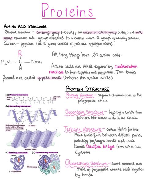 Structure Of Proteins Notes, Biochemistry Notes Proteins, Secondary Structure Of Protein, Protein Notes Biology, Primary Structure Of Proteins, Biology Proteins Notes, Protein Structure Biology, Protein Notes Biochemistry, Biomolecules Notes Biology Neet