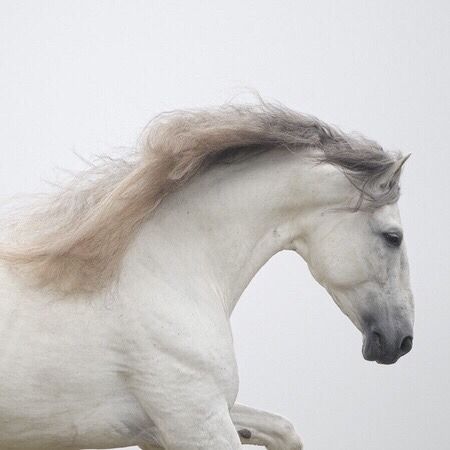 Beautiful Horses Wild, Silver Blonde, Horse Aesthetic, The Dark Artifices, Dressage Horses, Horse Pictures, White Horse, Horse Rider, She Likes