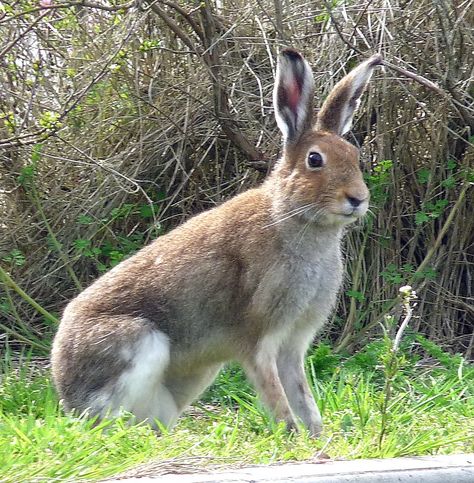 Irish Hare | A chance meeting during an afternoon walk. "Eac… | Flickr Irish Animals, Irish Hare, Irish Wildlife, Hare Illustration, Celtic Ireland, Forest Coloring, Enchanted Forest Coloring, Chippers, Irish Mythology