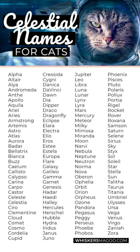 Astronomy Names Girl, Celestial Names Astronomy, Cat Names Girl, Names For Cats, Cute Pet Names, Trend Photo, Cute Cat Names, Space Names, Oc Names