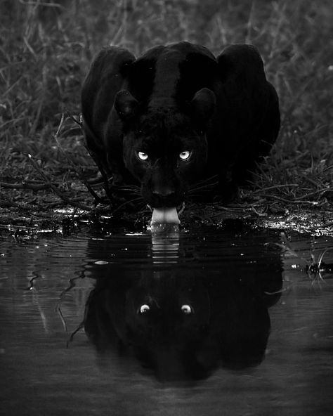 Jaguar Wallpaper, Black Panther Cat, Most Dangerous Animals, Panther Cat, Wild Animal Wallpaper, Scary Animals, Wild Animals Pictures, Black Jaguar, Dangerous Animals