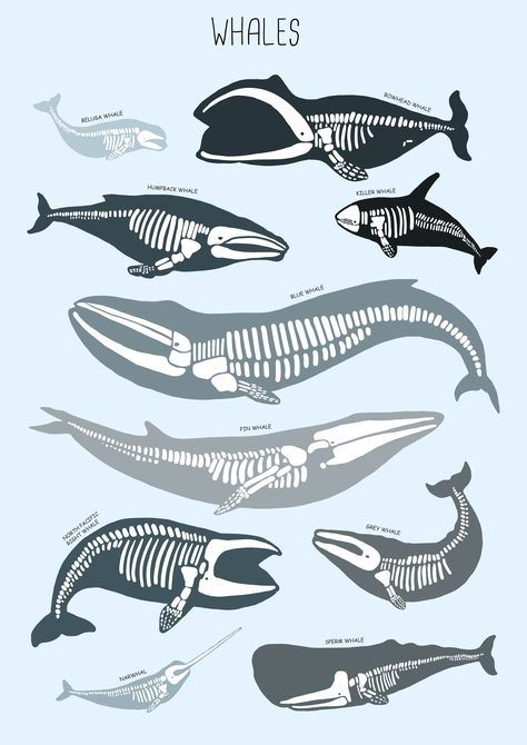 Marine Biology Aesthetic Poster, Sea Animal Skeleton Drawing, Marine Animals Poster, Whale Shark Poster Aesthetic, Whale Shark Skeleton, Blue Whale Anatomy, Marine Biology Painting, Sea Animal Poster, Marine Biology Dorm Room