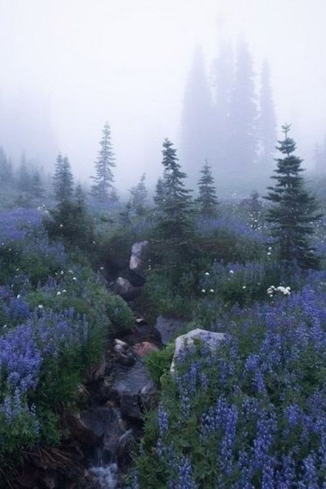 view forest fog Foggy Forest, Blue Flowers, Trees, Forest, Running, Twitter, Flowers, Blue