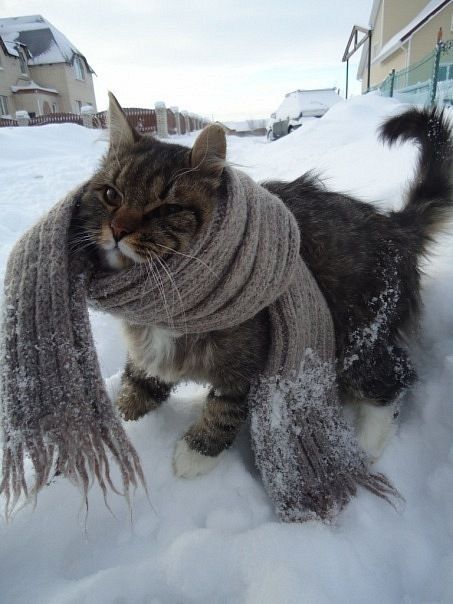 Winter Cat, Söt Katt, Zulu, Cats Meow, Pretty Cats, Crazy Cat Lady, 귀여운 동물, Cat Photo, Animals Friends