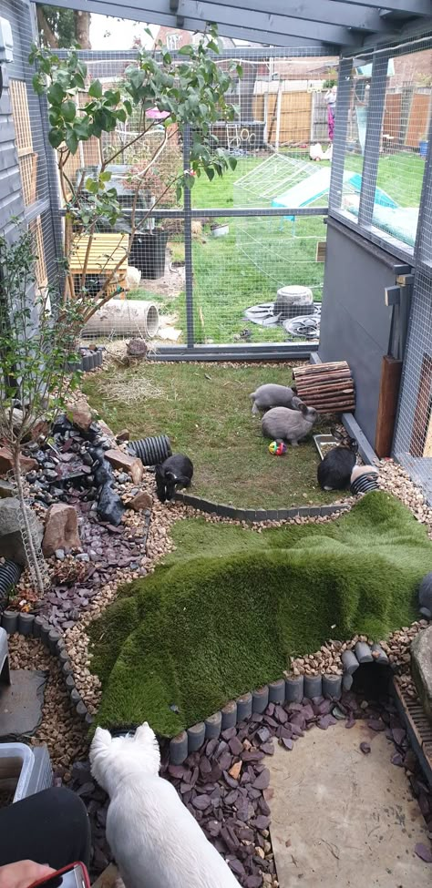 Outdoor Rabbit Run, Rabbit Enclosures, Rabbit Playground, Bunny Sheds, Bunny Enclosure, Rabbit Cages Outdoor, Rabbit Shed, Small Horse Barns, Diy Rabbit Hutch