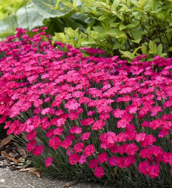 Top-selling Perennials of 2022 | Proven Winners Backyard Flower Bed, Circle Garden, Proven Winners Perennials, Pink Dianthus, Dianthus Flowers, Coral Bells Heuchera, Deer Resistant Perennials, Drought Tolerant Perennials, Garden Island