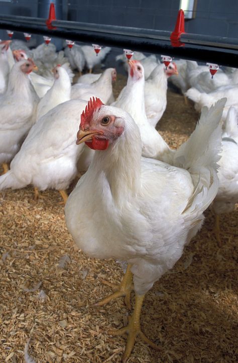 7. Sussex County, Delaware is first in the nation for the production of broiler chickens. Meat Chickens Breeds, Chickens Breeds, Raising Meat Chickens, Raising Turkeys, Coturnix Quail, Meat Birds, Broiler Chicken, Chicken Care, Livestock Farming