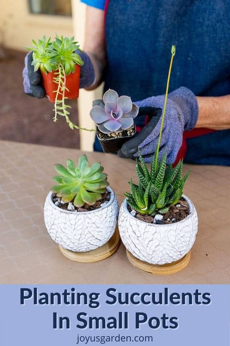 Succulents In Small Pots, Tiny Succulent Pots Diy, Propagate Christmas Cactus, Soil For Succulents, Succulent Diy Ideas, Tiny Succulents, Christmas Cactus Propagation, Small Cactus Plants, Succulent Care Tips