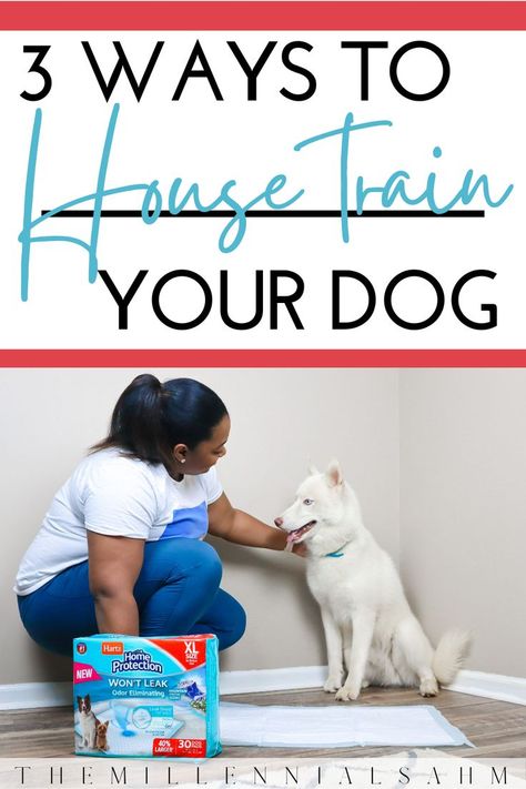 How To House Train An Older Dog, Brain Games For Dogs, Easiest Dogs To Train, House Training Dogs, Dog Pads, Dog Training Advice, Dog Pee, Dog Brain, Dog Collar Tags