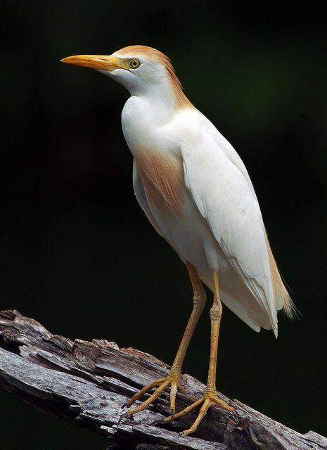 Cattle Egret ( Bubulcus ibis ) Cattle Egret, Painted Piano, Drawing Birds, Bird Reference, Heron Art, Types Of Birds, Australia Animals, Animals To Draw, Water Birds