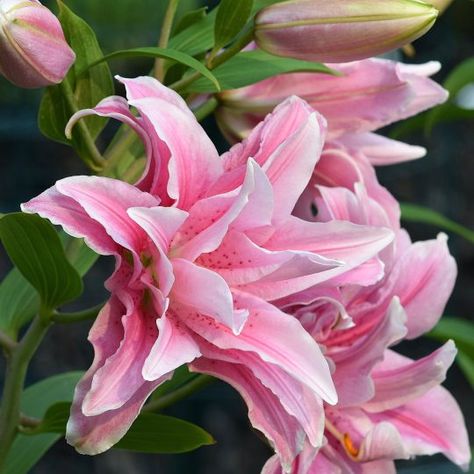 Rio Rose Lilies the Gold Standard of Double Lilies – Rio Roses Rose Lilies, Double Lily, Long Vase, Small Glass Vases, Floral Business, Open Flower, Rose Lily, Cut Flower Garden, Daylilies