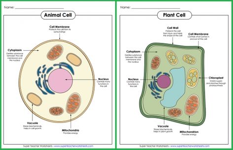 Check out these animal and plant cell posters from Super Teacher Worksheets! Our collection of science resources spans topics from simple machines to ecosystems, so be sure to view our full list today! Animal Cell Parts, Parts Of A Cell, Teaching Cells, Animal Cell Project, Life Science Middle School, Text Features Worksheet, Cell Project, Cell Diagram, Cells Worksheet