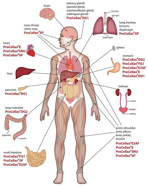 Internal Organs Diagram, Human Organ Diagram, Human Body Organs Anatomy, Body Organs Diagram, Body Anatomy Organs, Human Anatomy Organs, Human Anatomy Picture, Human Anatomy Chart, Human Body Diagram