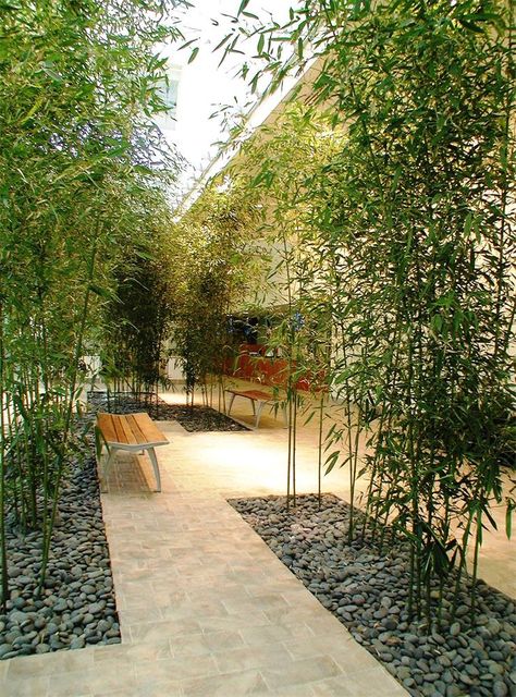 Black Bamboo Garden, Bamboo Indoor Plant Ideas, Indoor Bamboo Garden, Song Of India Plant Landscaping, Award Winning Gardens, Garden Bamboo Ideas, Bamboo Landscape Ideas, Bamboo Garden Landscaping, Modern Bamboo House Design