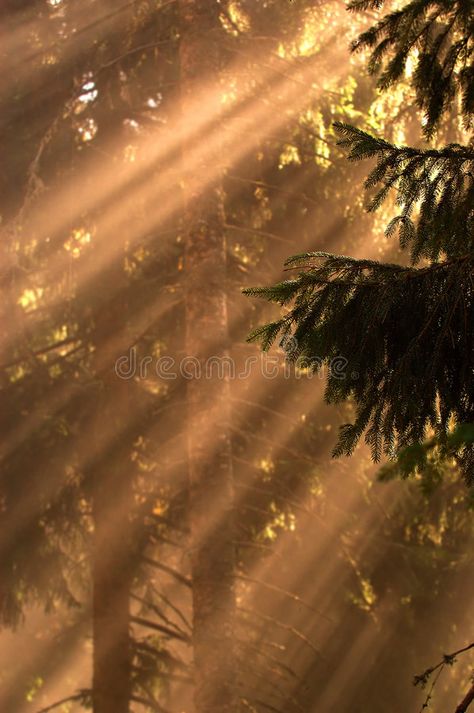 Sun Rays On Face, Sun Ray Aesthetic, Sun Flare Photography, Sun Asethic, Sun Powers Aesthetic, Sun Rays Aesthetic, Sun Light Aesthetic, Morning Sun Aesthetic, Sun Asthetics