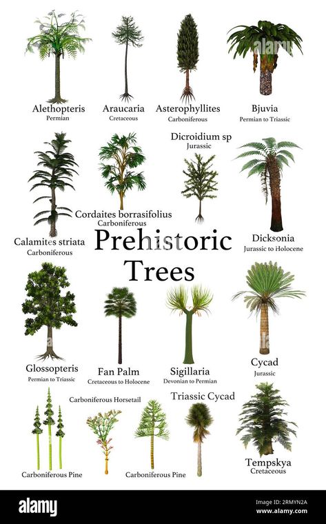 Jurassic Plants Illustration, Prehistoric Trees, Prehistoric Plants, Prehistoric Period, Tree Identification, Prehistoric Wildlife, Fire Pit Bbq, Nature Words, Planet Design