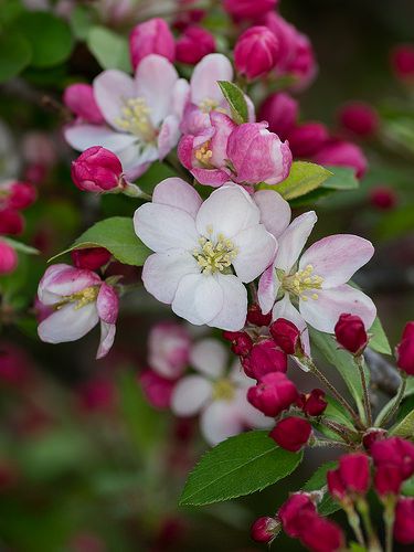 Apple blossom | Flickr - Photo Sharing! Flower Facts, Apple Blossom Flower, Apple Flowers, Spring Blossom, Apple Blossom, Flowering Trees, Tree Branch, Blossom Flower, Flowers Nature