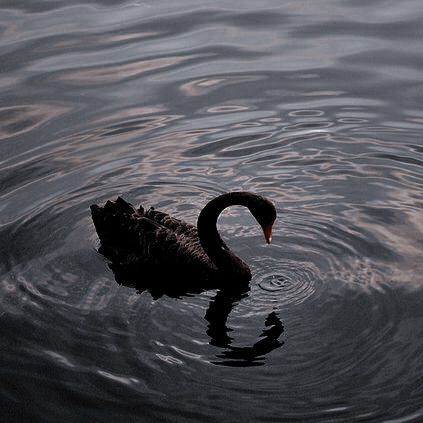 Black Swan Animal, Tchaikovsky Swan Lake, Pyotr Ilyich Tchaikovsky, Swan Animal, Dark Swan, London Symphony Orchestra, School For Good And Evil, Swan Princess, Swan Song