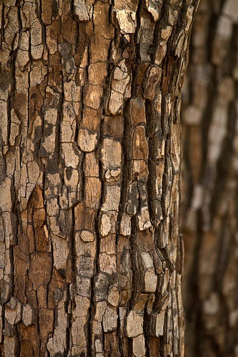 Bark of the Tendu tree | Tendu is its Hindi name. It is also… | Flickr Texture In Nature Art, Wood Bark Texture, Structure In Nature, Natural Patterns In Nature, Tree Close Up, Natural Texture Inspiration, Patterns In Nature Texture, Texture In Nature, Bark Of Tree