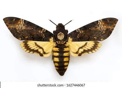 Deathhead Hawk Moth, Felt Taxidermy, Moth Images, Moth Reference, Wood Burn Ideas, Moth Tattoos, References Animals, Moth Drawing, Skull Moth