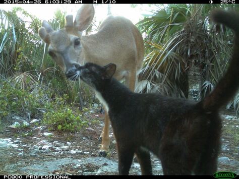 It wasn't really what scientists meant to study when they set the camera traps — but it was a nice surprise. Trailcam Animals, My Two Personalities, Two Personalities, Cat Camera, Pet Cam, Trail Cam, Different Types Of Animals, Types Of Animals, A Deer