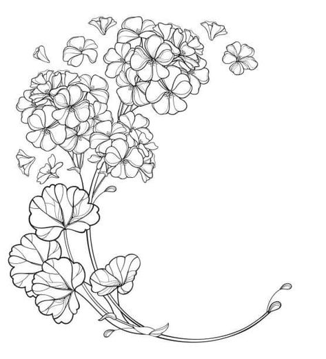 Pelargonium Tattoo, Geranium Tattoo, Hydrangea Tattoo, Visual Library, Geranium Flower, Flower Drawing Design, Zodiac Sign Tattoos, Logo Floral, Floral Embroidery Patterns