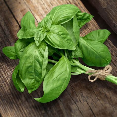 40 Easy Ways to Use Up Fresh Basil Marjoram Substitute, Salad Caprese, Basil Health Benefits, Fresh Basil Recipes, Apple Cider Vinegar Rinse, Vinegar Rinse, Growing Basil, Basil Recipes, Basil Plant