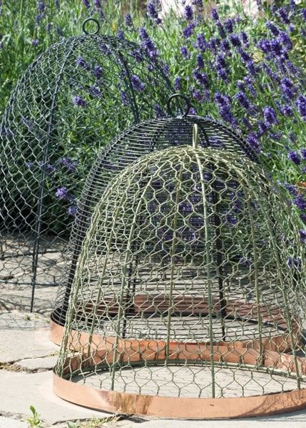 Wire Garden Cloche, Cloche Garden, Vege Garden Ideas, Wire Cloche, Cloche Ideas, Garden Cloche, Cloche Decor, Veg Garden, Home Vegetable Garden