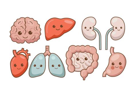 Anatomy Organs, The Cartoon, Human Anatomy, Cartoon Illustration, Anatomy, Vector Art, Vector Free, Clip Art, Human