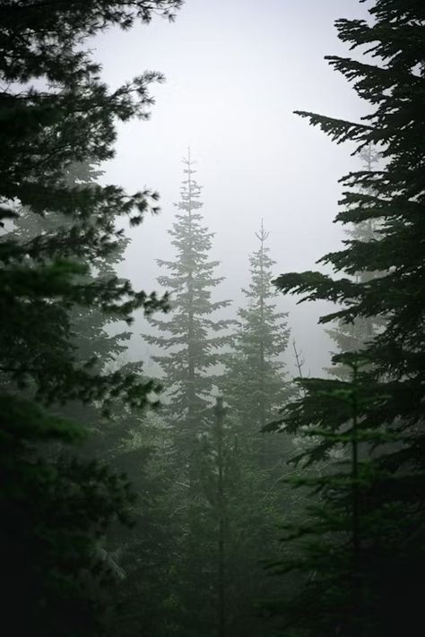 A group of trees photo – Free Tahoe national forest Image on Unsplash North American Forest, Redwood Aesthetic, Pine Tree Aesthetic, Oregon Trees, Hunger Games Dr, Trees Photo, Pine Tree Forest, Games Aesthetic, Pine Trees Forest