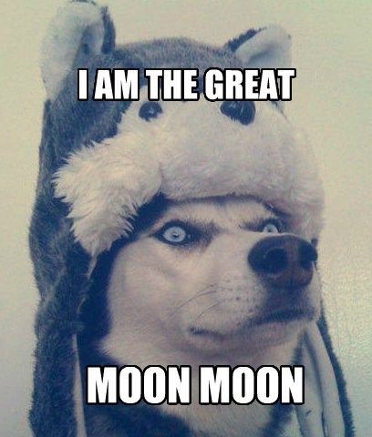 Guess who just discovered Moon Moon... Thank you internet. Moon Moon Memes, Australian Shepherd Husky, Husky Humor, Husky Funny, Dog Quotes Funny, A Husky, Moon Moon, Memes Humor, Animal Jokes