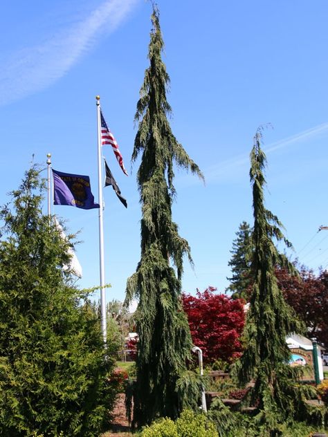 Green Arrow Alaskan Cedar - J. Frank Schmidt & Son Co. Weeping Alaskan Cedar, Dry Creek, Backyard Living, Woodland Garden, Unique Shapes, Green Arrow, Bluish Green, Front Garden, Schmidt