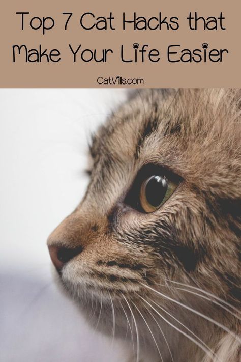 Cat Owner Hacks, Kitten Hacks, Cat Training Tricks, Cat Knowledge, Cat Owner Tips, Cats Tips, Cat Enrichment, Kitten Training, Samwise Gamgee