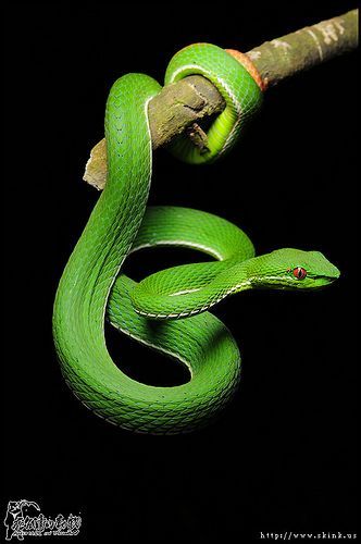 Regard Animal, Snake Photos, Pretty Snakes, Colorful Snakes, Snake Wallpaper, Largest Snake, Snake Lovers, Reptile Snakes, Beautiful Snakes