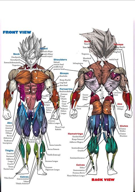 Muscle Diagram, Trening Sztuk Walki, Goku Drawing, Muscular System, Human Anatomy Drawing, Dragon Ball Art Goku, Muscle Anatomy, Human Anatomy Art, Muscle Body