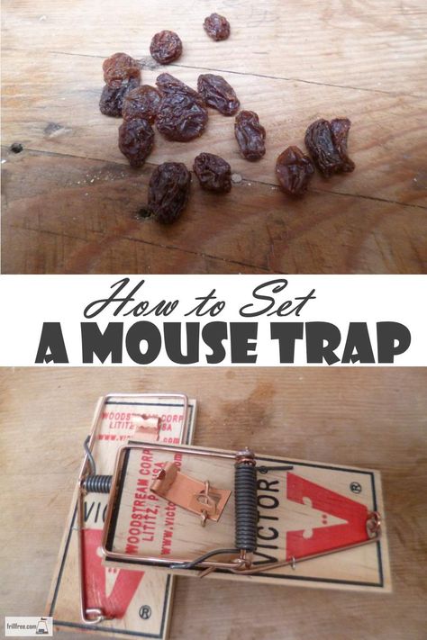 How to Set a Mouse Trap - vermin control... Household Tips | Homestead Best Mouse Trap Bait, Mouse Traps That Work, Mouse Trap Diy, Electric Mouse Trap, Bucket Mouse Trap, Best Mouse Trap, Mouse Bait, Catch A Mouse, Rat Traps