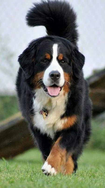 Burmese Mountain Dogs, Guard Dog Breeds, Reactive Dog, Boxer (dog), Bernese Mountain Dogs, Best Dog Breeds, Dream Dog, Mountain Dog, Bernese Mountain