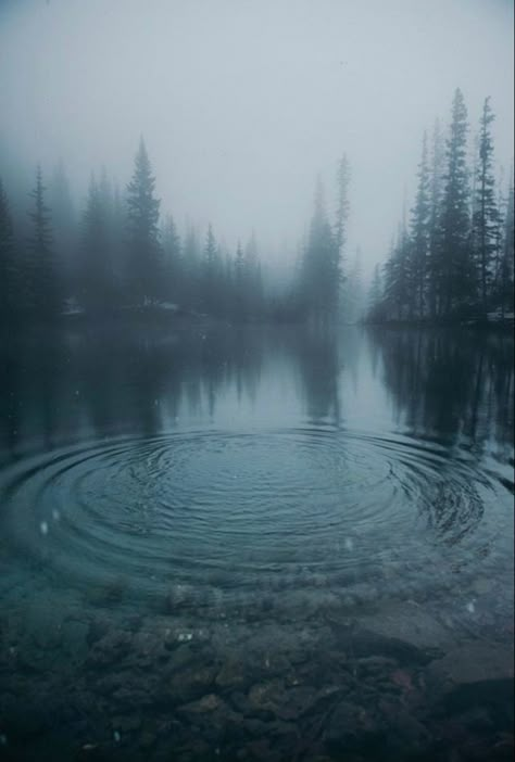 Mist Forest, Foggy Lake, Dark Forest Aesthetic, Dark Landscape, Foggy Forest, Dark Nature, Dark Nature Aesthetic, Blue Forest, Misty Forest